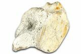 Fossil Whale Lumbar Vertebra - Yorktown Formation #362084-3